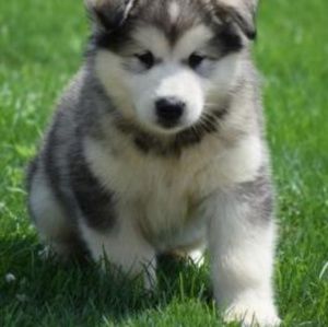 Meet your Posher, Winter